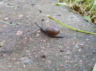 snail on a leaf