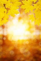 fall blurred background.