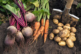 Fototapeta  - Autumn harvest of fresh raw carrot, beetroot and potatoes on soil in garden. Harvesting organic vegetables