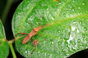 Sticker - Stink bug on green leaves, North China