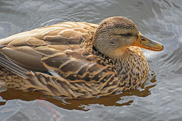 Side view close up of a duck with beautiful plumage floating in the river