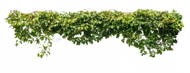 green ivy plant isolate on white background
