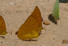 Yellow And Orange Apricot Sulfur Butterflies (Phoebis Argante), Which Collect Water On The Sandy Beach Of The Tapajós River. Village Of Solimões, State Of Pará, Brazil.
