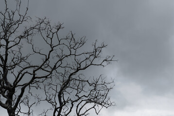 Wall Mural - Silhouette dead tree on dark dramatic sky and gray clouds. Dark sky and dead tree background for Halloween day. Dead tree branches with stormy sky. Leafless tree. Background for sad and lonely moment.
