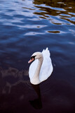 Fototapeta Boho - photograph of a swan in high quality