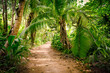 © 18042011 - Ground rural road in the middle of tropical jungle