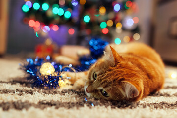 Wall Mural - Ginger cat playing with garland and tinsel under Christmas tree. Christmas and New year concept