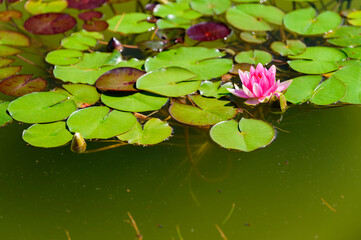 Wall Mural - Pink water lily flower among green leaves.