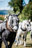 Fototapeta Konie - Portrait d'un cheval de traction agricole
