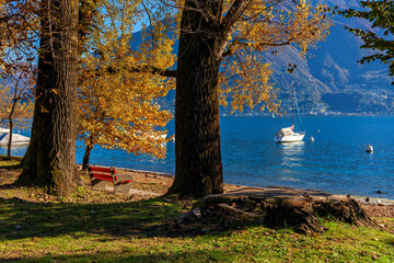 Wall Mural - Bench among autumnal trees on the shore of Lake Maggiore.