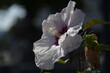 weiße Blume, Orchidee, romantisch, hohe Qualität, hohe Auflösung, einzelne Blume, Hintergrund, Landschaft