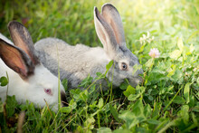 Two Rabbits, Gray And White. Rabbits Eat Grass