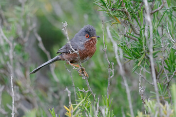 Dartford Warbler (Sylvia undata) perched on a branch