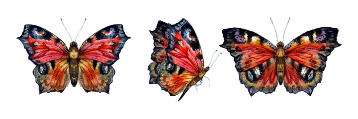 Watercolor Collection of Peacock Butterfly