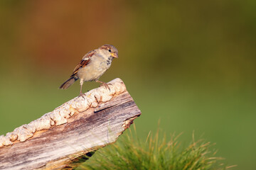 Canvas Print - The house sparrow (Passer domesticus) flies sitting on a piece of wood with a green background. Male sparrow in a typical perch.