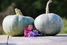 Autumn Composition Of Two Gray-blue-green Ripe Pumpkins And Autumn Pink Purple Blue Flowers Of Chrysanthemum And Aster On Wooden Surface In The Garden On A Blurred Green Background. Autumn Still Life.