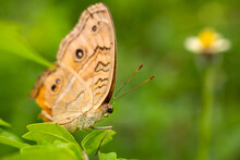 Gatekeeper Or Hedge Brown Butterfly ( Pyronia Tithonus )
