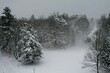 Ośnieżony las mieszany, wraz z polaną i drogą widziany nieco z góry w  Białowieskim Parku Narodowym pośród wiatru unoszącego śnieżny pył na tle pochmurnego nieba w czarno – białej scenerii