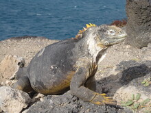 The Marine And Land Iguanas Of The Galapagos Islands, Ecuador