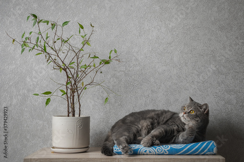 Fotografía British shorthair tabby cat lies on a blanket next to a house plant