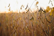 Field Of Soybeans Close To Harvest