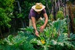 © tetxu - farmer picking zucchini in the vegetable garden