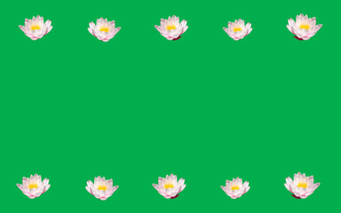 Water lilies isolated on green background. Platonic love concept