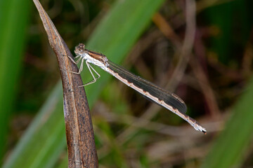 Sticker - Gemeine Winterlibelle (Sympecma fusca) - Common winter damselfly