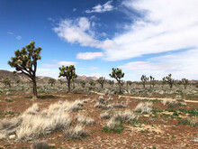 Joshua Trees In Desert Landscape Of Joshua Tree National Park, California, USA.