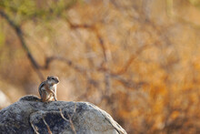 Harris's Antelope Squirrel Squatting On A Rock