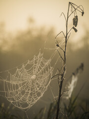 Wall Mural - spider web in the morning