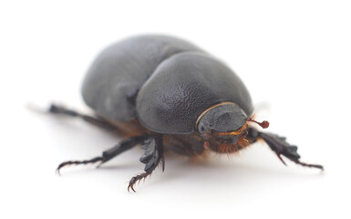 Black beetle isolated.