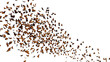 monarch butterflies swarm, Danaus plexippus group isolated on white background