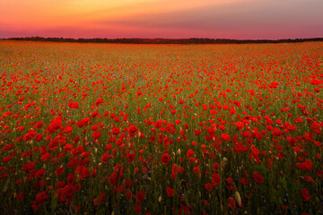 Wall Mural - The Sun setting on a field of poppies in the countryside, Jutland, Denmark.