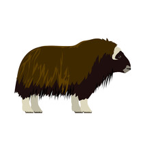Ovibos Moschatus - Muskox - Side View - Flat Vector Isolated