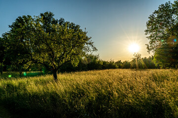 Wall Mural - sunset in a orchard meadow with trees and a crop field in the foreground