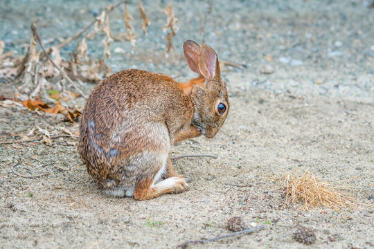Eastern cottontail rabbit in Bombay Hook National Wildlife Refuge.Delaware.USA