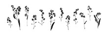 Set Of Forget-me-not Hand Drawn Flowers. Black Isolated Sketch Botanical Vector Illustration On White Background. Floral Brush Ink Painting Collection