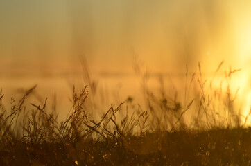 sunset in the grass