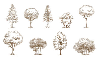 pine trees christmas trees realistic hand drawn vector set, isolated over white.
