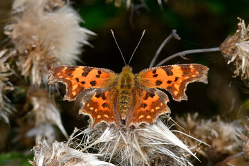 Poster - C-Falter (Polygonia c-album) - Comma, Anglewing