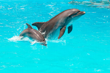 Wall Mural - A charming dolphin baby swims with his mom dolphin in pool. Two dolphins enjoing together. Dolphin with cub swim in the pool..