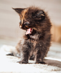 Wall Mural - Beautiful fluffy multi colored black maine coon baby kitten yawning opening his small mouth. Closeup