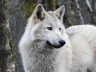 region wolf canis lupus