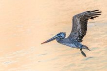 Pelican In Flight Over Water, Ocean