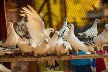 Flock Of White Stock Doves Perched Near A Metal Wired Fence