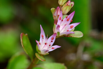 Sticker - Teppich-Fetthenne, Fettblatt, Kaukasus-Asienfetthenne (Phedimus spurius, Sedum spurium) // Caucasian stonecrop