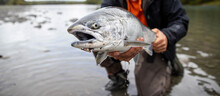 Fresh Caught Large Coho Salmon Fish Being Held By A Fisherman Above The River Water In Washington State. The Pacific Northwest Hosts A Large Salmon Run Every Year. 