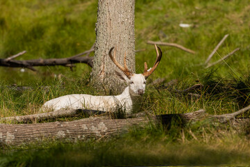 Canvas Print - Rare white-tailed deer, white color. Deer lying in the wood.