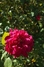 Pink Flower Of Rose 'Sophy's Rose' In Full Bloom
